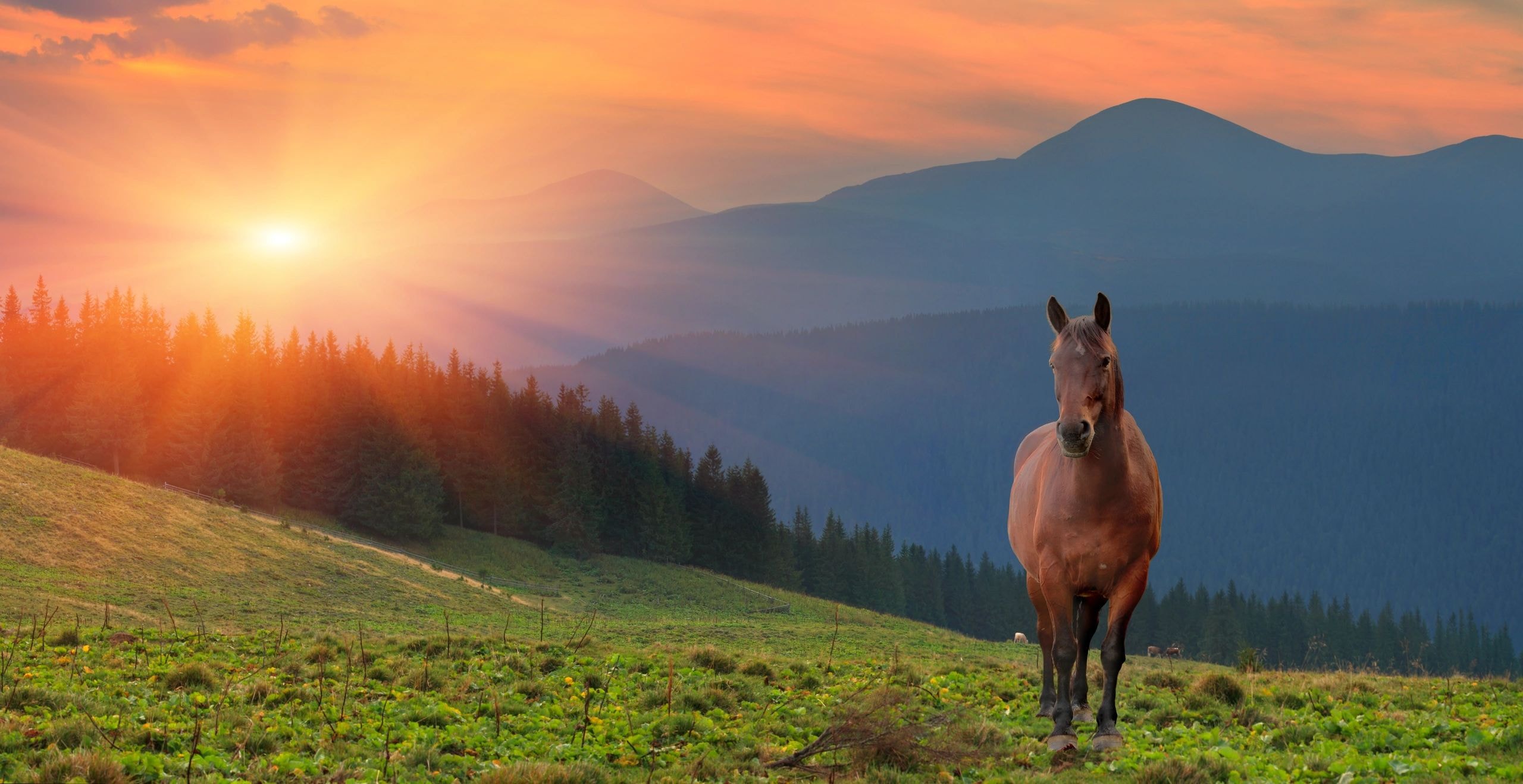 Horse in a field